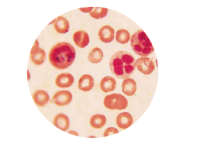 1634888484205981.png image.png